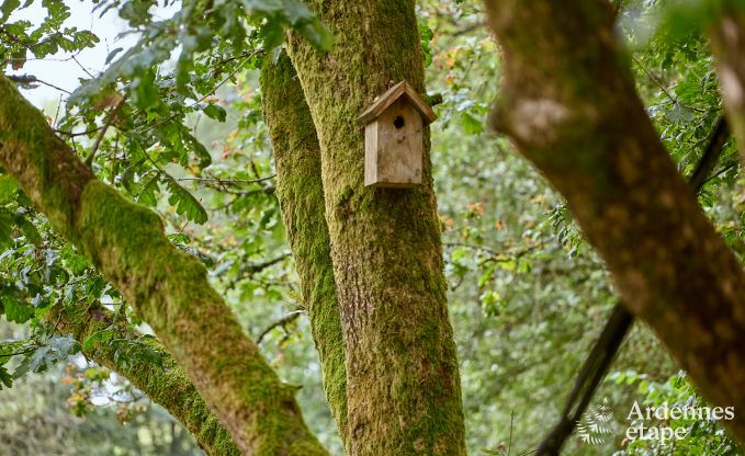 Unieke boomhut in Bertrix voor 4/6 personen in de Ardennen