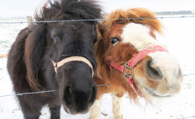 Vakantiehuis in Houffalize voor 10/12 personen in de Ardennen