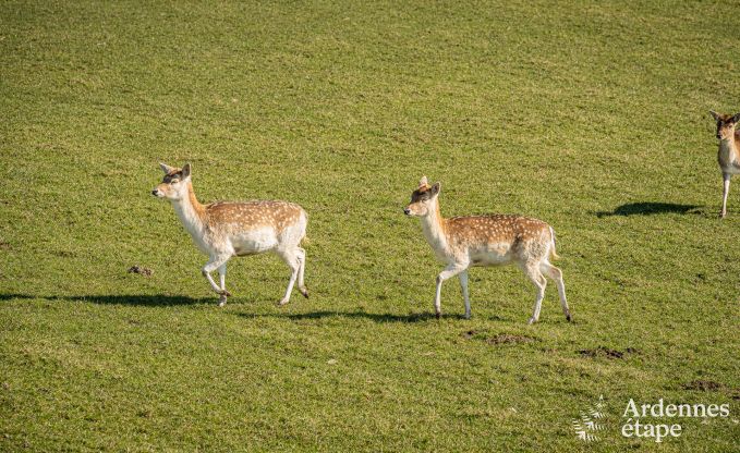 Luxueuze en hondvriendelijke vakantiewoning met zwembad  in Sainte-Ode, Ardennen