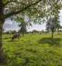 Tuin afzetten voor hond